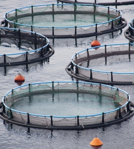 Fish farming