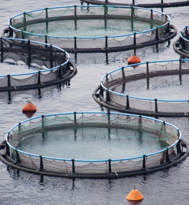 Fish farming