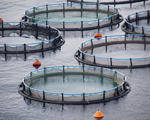 Fish farming