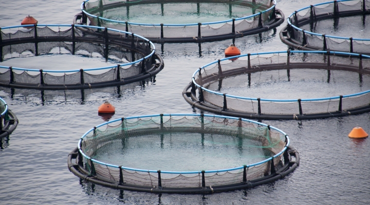 Fish farming