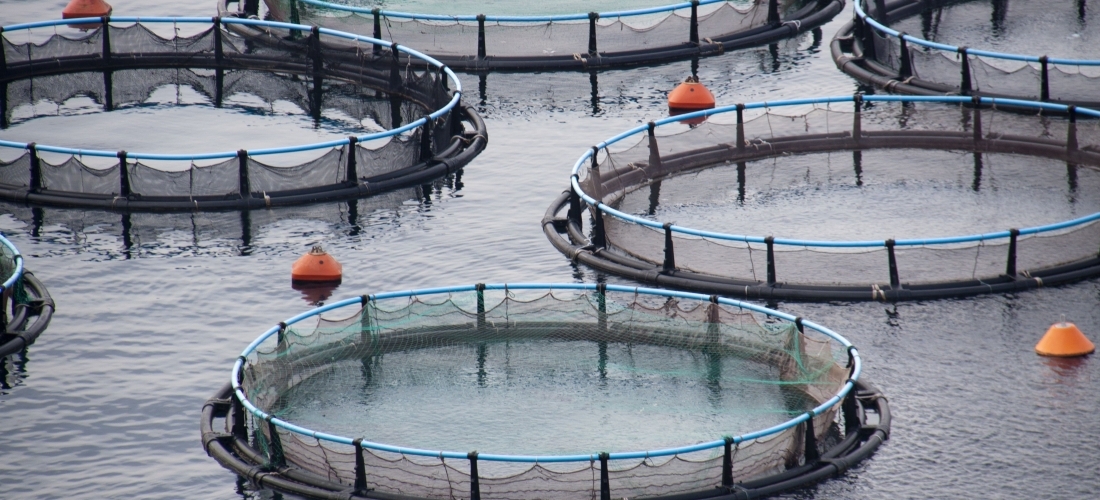 Fish farming